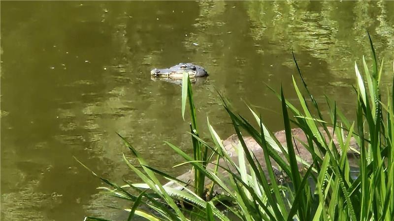 Von weitem wirkte die Attrappe täuschend echt.