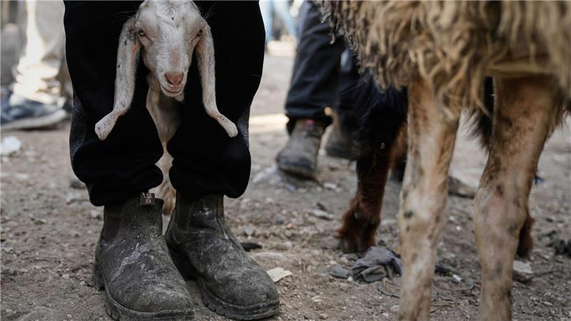 Vor Eid al-Adha steigt der Handel mit Schafen und Ziegen auf dem Viehmarkt in Nablus im Westjordanland deutlich an.