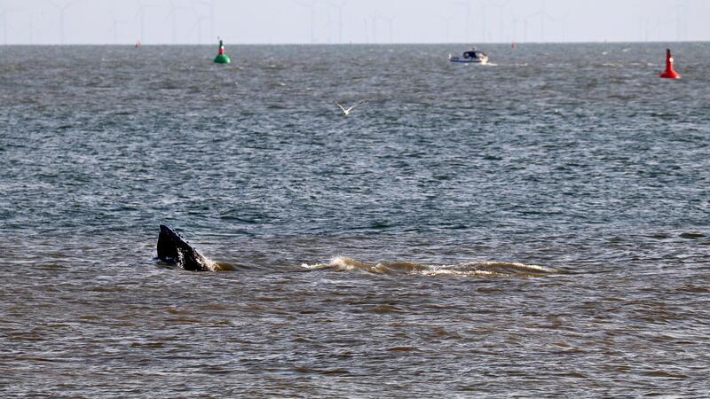 Vor Norderney war das Tier wahrscheinlich auf Nahrungssuche. 