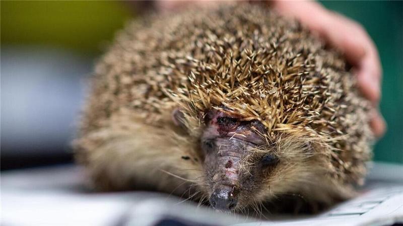 Igel erstmals auf der Roten Liste: Das setzt ihnen zu Vor allem die Mähroboter werden für Igel schnell zur Gefahr.