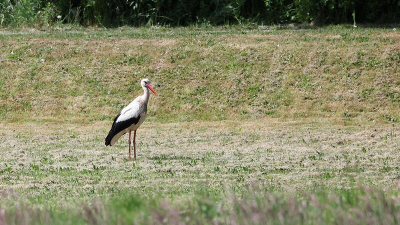 Vor allem für die Brutpaare sei es derzeit schwer, ausreichend Würmer, Frösche, Lurche, Kröten und Schnecken zu finden.