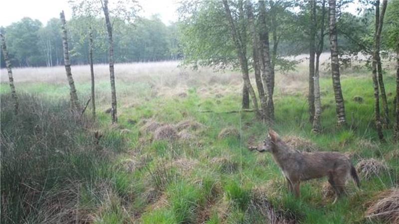 Vor allem rund um Heerstedt im Cuxland hat die dortige Jagdgenossenschaft mit Fotofallen zahlreiche Aufnahmen von Wölfen machen können. Foto: Jagdgenossenschaft Heerstedt