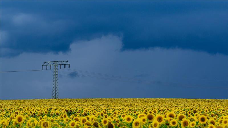 Bilder des Tages Vor dem Unwetter: Dunkle Gewitterwolken ziehen über die Landschaft und über ein blühendes Sonnenblumenfeld im östlichen Brandenburg.