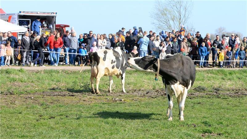 Weidesaison startet: Kühe kehren auf die Wiesen zurück Vor den Augen der Besucher verteilt sich die Herde auf den grünen Flächen.
