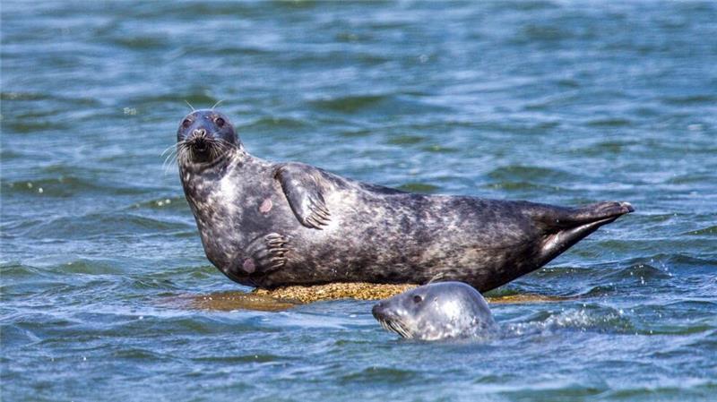 Zahl gefundener toter Robben an Ostsee weiter gestiegen Vor der Ostküste Rügens wurden ungewöhnlich viele tote Kegelrobben entdeckt. Die Todesursache wird untersucht.