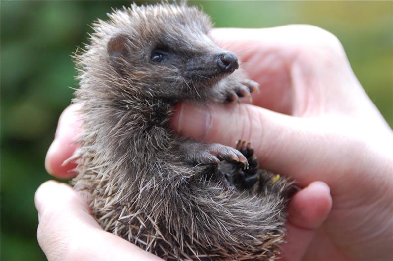Ahlerstedter Igel-Retterin: Erste Hilfe für kleine „Igoline“ Vor einer Woche wurde in Dollern dieses völlig unterernährte Igelkind Igoline gefunden, das jetzt wieder aufgepäppelt wird. Fotos: Laudien