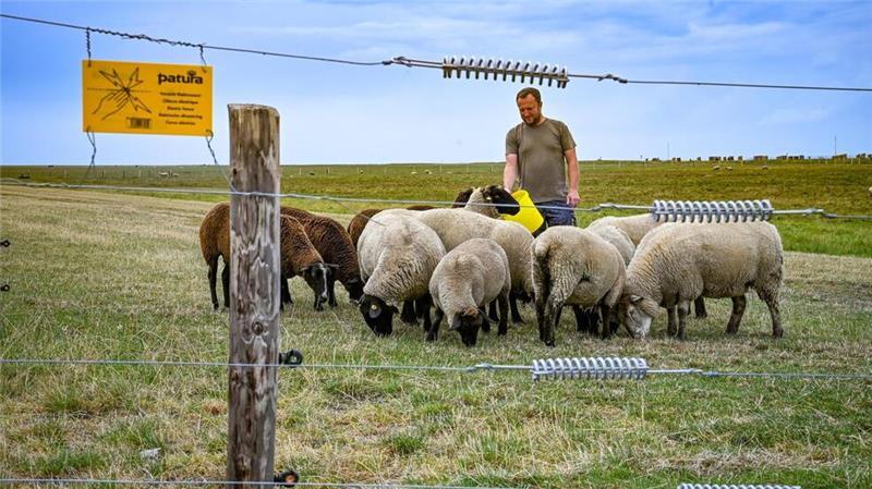 Wölfe attackieren wieder: Fast wöchentliche Nutztierrisse im Cuxland Vor vier Jahren hat Uwe Steffens seine Schafweide in Dorum-Neufeld durch einen Elektrozaun geschützt. Seitdem habe es keinen Übergriff mehr auf seine Tiere gegeben, sagt er.