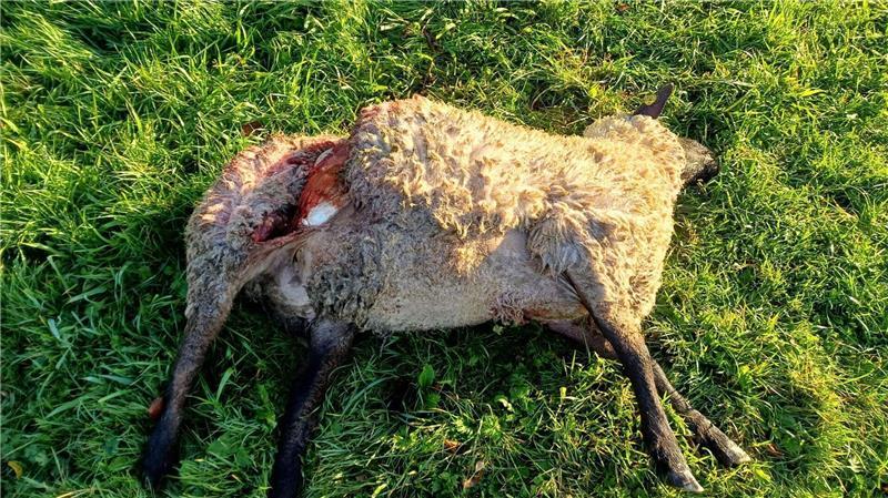 Wölfe attackieren wieder: Fast wöchentliche Nutztierrisse im Cuxland Vor wenigen Tagen hat Hobbyhalter Erhard Rosenhagen aus Cappel zwei seiner Schafe tot auf seiner Weide gefunden. Die Anzeichen deuten auf Wolfsrisse hin.
