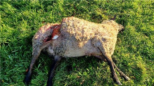 Vor wenigen Tagen hat Hobbyhalter Erhard Rosenhagen aus Cappel zwei seiner Schafe tot auf seiner Weide gefunden. Die Anzeichen deuten auf Wolfsrisse hin.