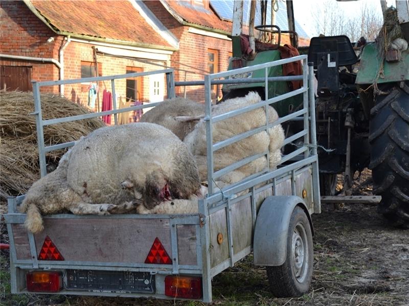 Vorbereitet zum Abtransport für den Abdecker: Die gerissenen Schafe aus Oederquart.
