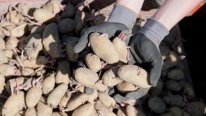 Vorgekeimte Kartoffeln zum Setzen auf einem Feld: In 2024 ist das Saatgut für Kartoffeln knapp.