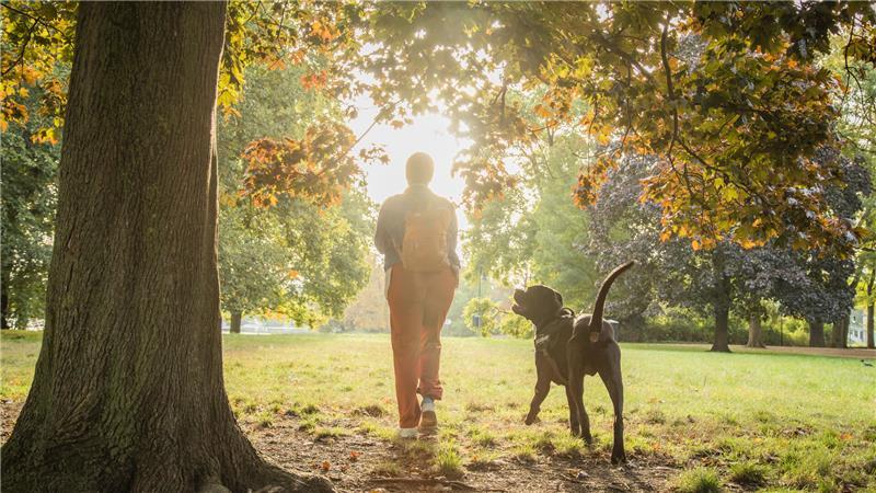 Frau geht mit Hund unter einem Ahornbaum spazieren. 