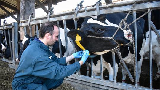 Vorsichtig piekst Rinderarzt Dr. Gerrit Pöhlmann vom Futtertisch aus Erna in den Hals und verabreicht ihr ein Entzündungshemmungsmittel. Die Schwarzbunte hat eine der häufigsten Kuhkrankheiten.