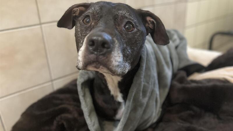 Vorsitzende des Tierheims Cuxhaven Birgit Block befürchtet, dass Hunden wie Ignaz mit dem Stempel „gefährlich“ jede Chance auf ein neues Zuhause genommen wird.