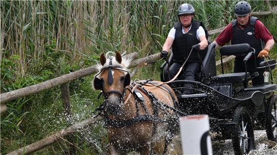 Vorsitzende des Reit- und Fahrvereins Engelschoff, Sabine Büther und Klaus Wolter als Beifahrer mit dem Haflinger Adventure’s Ulli.