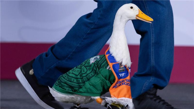 WM-Ente: „Merlin“ kommt im mexikanischen Trikot zur täglichen Pressekonferenz der mexikanischen Präsidentin. Die Ente ist in Mexiko ein Star. 