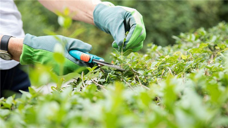 Während der Brutzeit darf die Hecke nur geschnitten werden, wenn es unbedingt nötig ist. Auf eine elektrische Heckenschere verzichtet man den Vögeln zuliebe komplett.