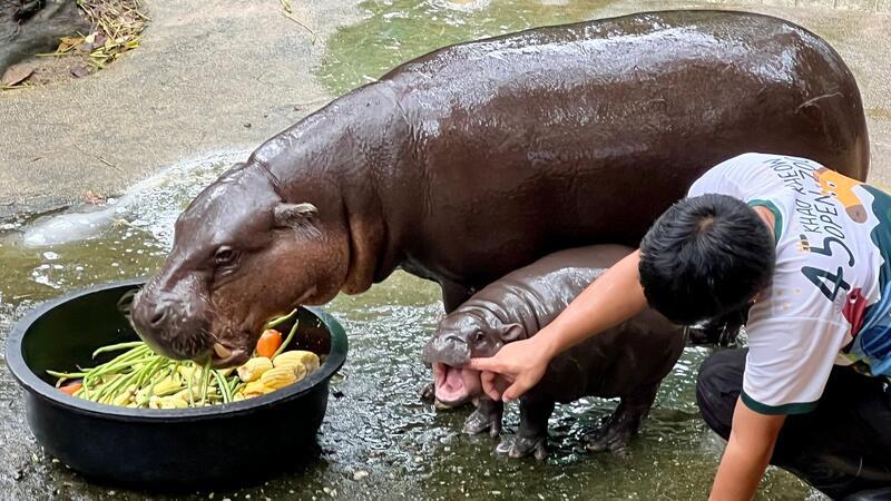 Ein Zwerghippo geht viral - Wie Moo Deng zum It-Girl wurde Während der Fütterung ist die kleine Moo Deng am lebhaftesten.