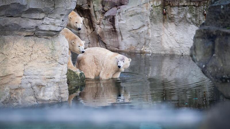 Bremerhavens Zoo am Meer: Darum wurde die Eisbär-Mama von ihren Kindern getrennt Während der Inventur im Januar noch glücklich vereint: Das Eisbär-Trio.