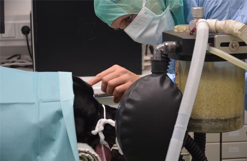 Während der Operation wird der Patient überwacht, ähnlich einer OP beim Menschen.