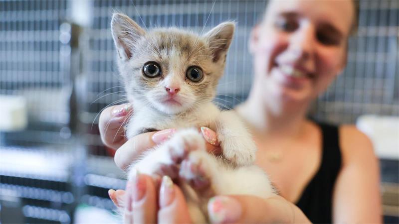 Ferienzeit: Immer mehr Tiere landen im Hamburger Tierheim Während der Sommerferien werden Hunde, Katzen und andere Tiere besonders oft ausgesetzt.