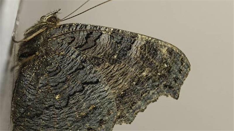 Wie das Tagpfauenauge durch den Winter kommt Während der Winterstarre bleiben die Flügel des Tagpfauenauges zusammengeklappt. Die braun gescheckte Unterseite tarnt ihn, die bunte Oberseite ist nicht sichtbar.