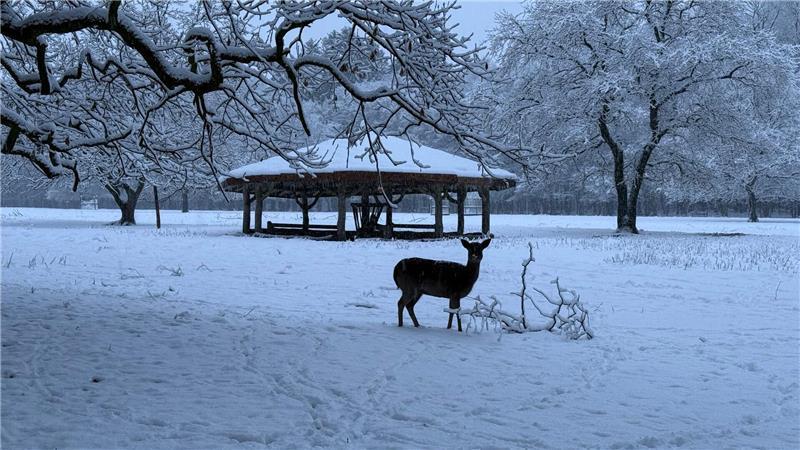 Während einer Notzeit nach dem Jagdrecht dürfen Wildtiere gefüttert werden. (Symbolbild)