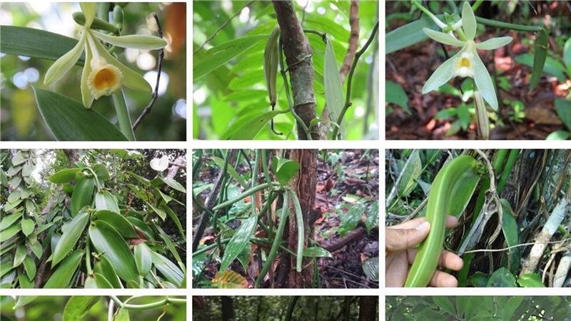 Während etwa die Vanilla inodora nur in Nebelwäldern und tiefergelegenen Regionen mit starken Niederschlägen wächst, kommen andere Arten nur in heißen Regionen mit langen Trockenphasen vor.