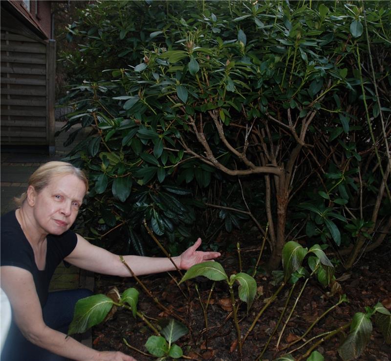 Walburga Willbrandt zeigt den Busch, in dem die Schlange saß. Foto Felsch