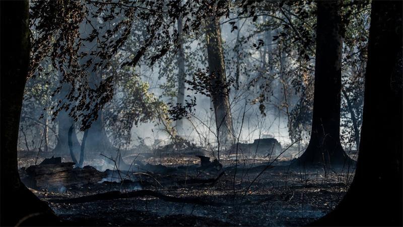 Waldbrände – nur eine von vielen Gesundheitsgefahren, die durch den Klimawandel zunehmen. 