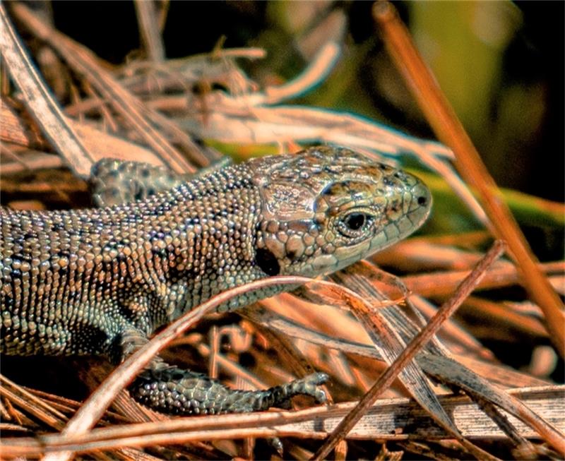 Wie Waldeidechsen mit der Hitze umgehen Waldeidechsen lieben die Sonne und fühlen sich ab 25 Grad richtig wohl. Foto: Paulin