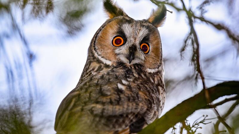 Eine Waldohreule schaut von einem Baum.