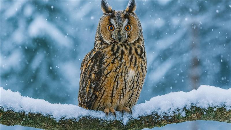 Waldohreulen müssen ausharren, bis sie Nahrung finden, die sich unter dem Schnee verschanzt - zum Beispiel Mäuse.