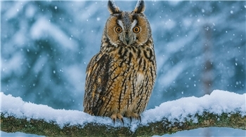 Waldohreulen müssen ausharren, bis sie Nahrung finden, die sich unter dem Schnee verschanzt - zum Beispiel Mäuse.