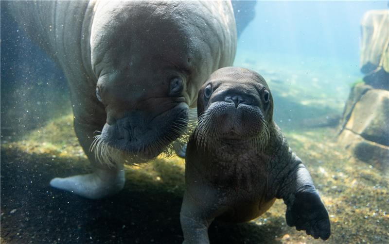 Walross Dyna schwimmt mit ihrem Jungtier erstmals im Außenbecken der Eismeer-Anlage im Tierpark Hagenbeck. Das Jungtier ist gestorben. Foto: Daniel Reinhardt/dpa