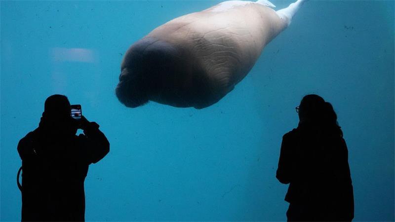 Walross schwimmt im Tierpark Hagenbeck an Besuchern vorbei