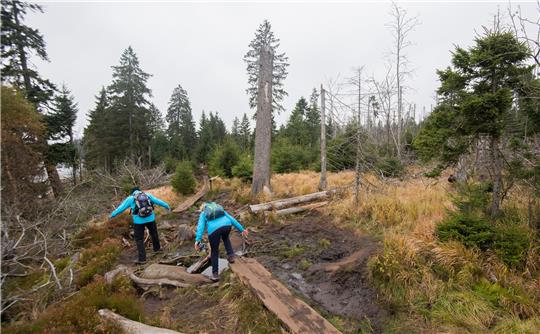 Wanderer laufen rund um die Talsperre Oderteich im Nationalpark Harz. Viele Besucherinnen und Besucher sind auch abseits der offiziellen Wege unterwegs. Foto: Julian Stratenschulte/dpa