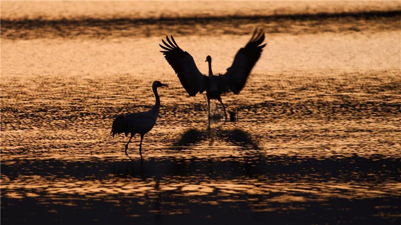 Wandernde Kraniche versammeln sich bei Sonnenaufgang im Naturschutzgebiet am Hula-See, nördlich des Sees Genezareth in Israel.