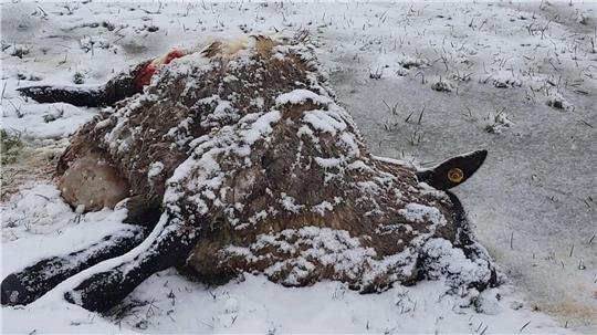 War es der Wolf? Landwirt Gerhard von Holten aus Köstersweg meldet erneut ein gerissenes Schaf – und ist mit den Nerven am Ende.