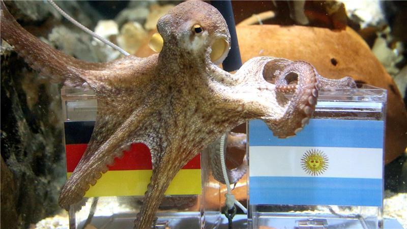 Wal, Eisbär, Krake - diese Tierschicksale haben uns berührt War ganz schön schlau: Krake Paul.