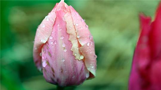 Warme Temperaturen kombiniert mit Wolken und möglichen Schauern: Zum Spaziergang an Ostern bietet es sich an, den Regenschirm einzupacken.