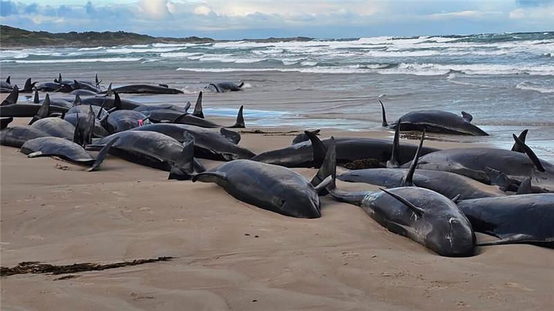Tasmanien: Dutzende Kleine Schwertwale müssen getötet werden Warum die Kleinen Schwertwale strandeten, ist noch unklar.