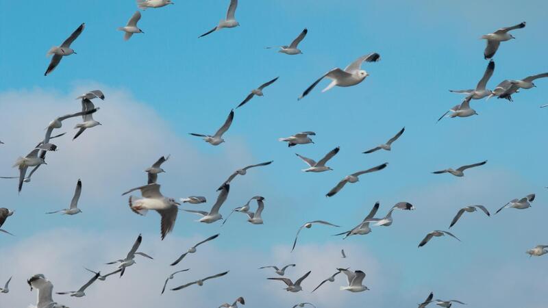 Sex am Himmel: Warum Möwen jetzt in Massen in der Luft kreisen Warum kreisen und kreischen die Möwen am Donnerstag so extrem?