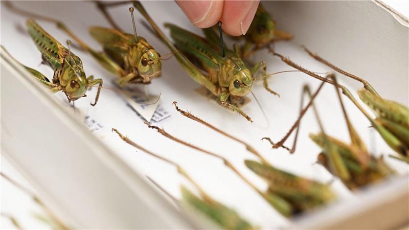 Warzenbeißer sind das Insekt des Jahres 2026.