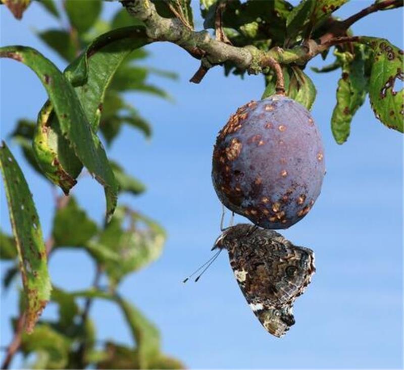 Was Menschen nicht mehr essen wollen, ist für die Schmetterlinge ein Genuss: Die Falter stehen auf die alten Pflaumensorten.
