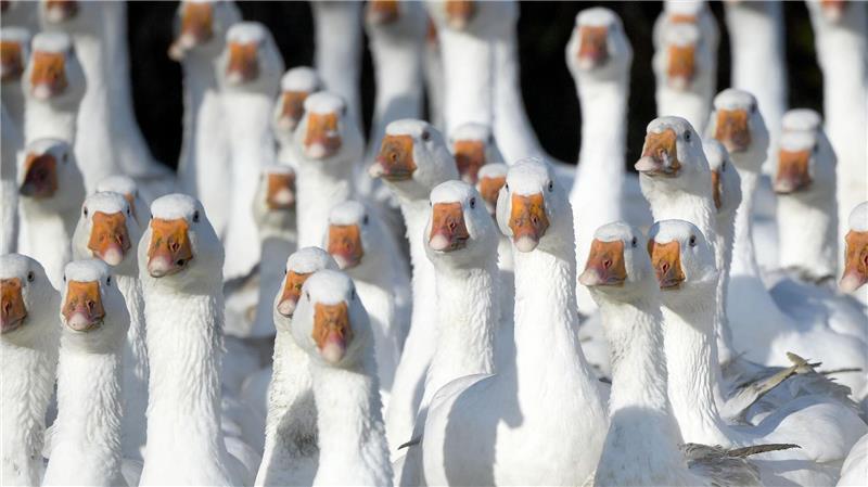 Was bringt die Vogelgrippe noch für Gänse- und Entenhalter in Schleswig-Holstein? (Archivbild)