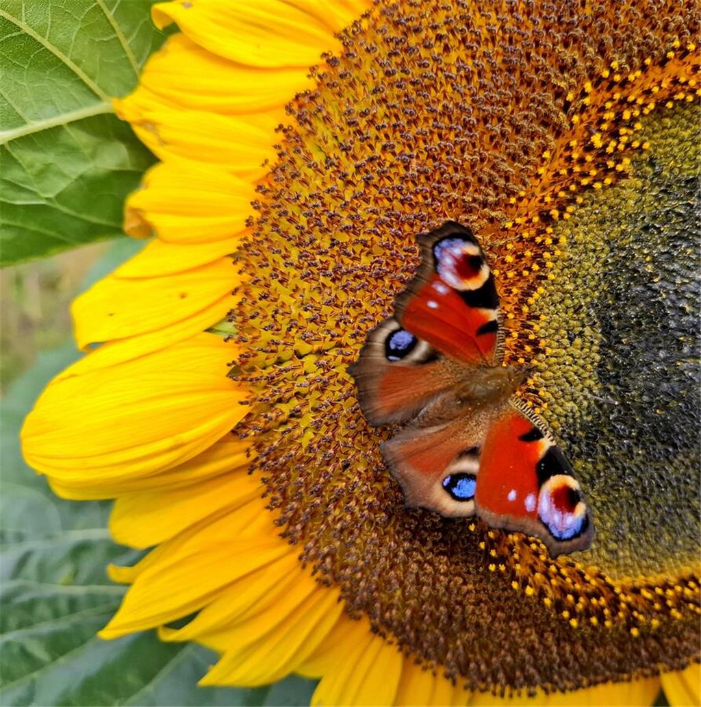 Was für eine Farbenpracht! Ein Tagpfauenauge sitzt auf einer Sonnenblume. Das Bi...