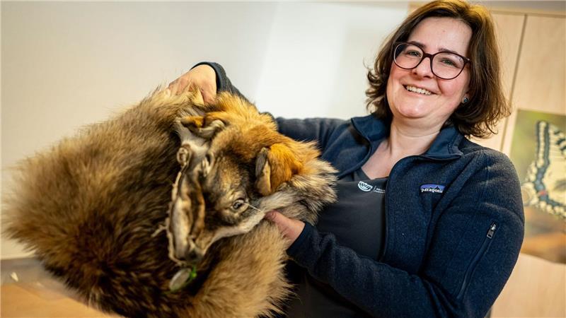 Was von einem überfahrenen Wolf übrig blieb: Ina Pokorny aus dem Naturkundemuseum zeigt ein präpariertes Wolfsfell aus der Sammlung. 