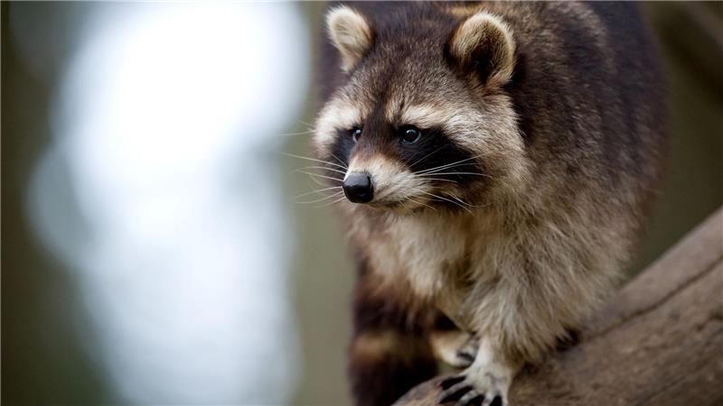 Waschbären haben keine natürlichen Feinde. (Archivfoto)