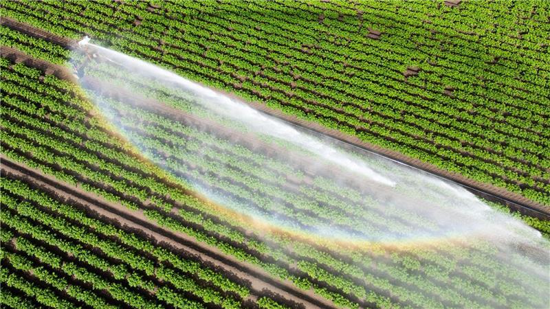 Kommunen: Bürger auf Wasserknappheit bei Hitze vorbereiten Wasser kann Luxus sein - wenn es knapp ist und für die Landwirtschaft gebraucht wird. (Illustration)